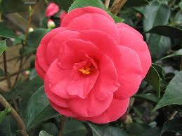 Camellia Japonica Arctic Rose Rose Camellia Evergreen Shrubs
