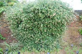 Image result for Lonicera