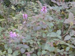 Image result for Desmodium intortum
