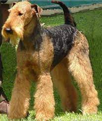 Nieuwe Pagina 2 Airedale Dogs Airedale Terrier Puppies Terrier Puppies