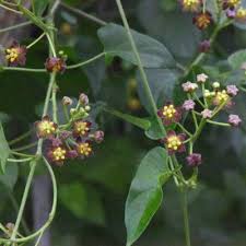 Image result for Pentarrhinum insipidum