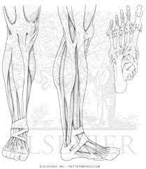 These are top keywords linked to the term leg muscle diagram unlabeled. Anterior And Lateral Leg Muscles