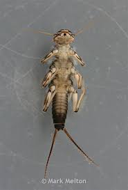 Image result for Perlidae