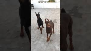 European type great dane puppies with strong european lines on both sides of their pedigree. European Doberman India Up Youtube