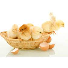 +603 7781 8561 email : Scc Corp Scc Corp