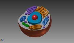 Animal cell structure 3d model. Animal Cell 3d Models Stlfinder