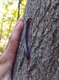 Black And Yellow Millipede India A Huge North American Millipede Narceus Americanus On A Tree In Oxford Mi Insect Photos Millipede Insects
