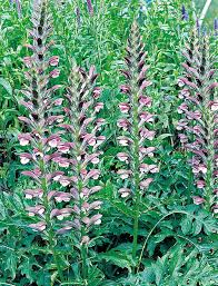Image result for Acanthus
