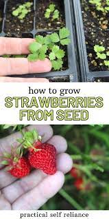 Growing Strawberries From Seed Growing Strawberries Strawberry Seeds Grow Strawberry Seed