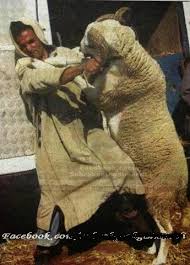 Camel qurbani muhammad khawar khan 2015 eid ul adha. Eid Ul Azha Ki Qurbani Ki Video Rasmi Re
