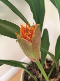 A person who sells flowers is called a florist or a flower vendor. What Is This Tropical Plant With Speckled Stems Shiny Green Leaves And Orange Flowers Called Gardening Landscaping Stack Exchange