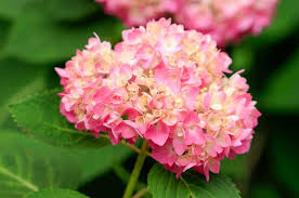 Check spelling or type a new query. Top 10 Flowering Bushes For Your Yard Birds And Blooms