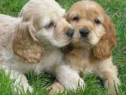 Too Cute Cocker Spaniel Puppies Spaniel Puppies English Cocker Spaniel Puppies