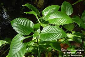 Image result for Brillantaisia cicatricosa
