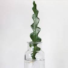 When you take a fresh cutting, that is like a main line into the plant. Fishbone Cactus Epiphyllum Anguliger Angus Celeste
