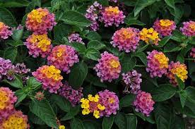 Pin By Anne Carter On Garden Plans Lantana Annual Flowers Ornamental Plants