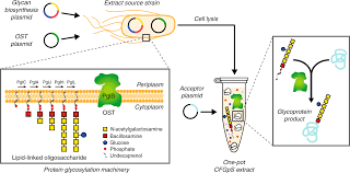 What is a cell (plasma) membrane and what it does in a cell: Single Pot Glycoprotein Biosynthesis Using A Cell Free Transcription Translation System Enriched With Glycosylation Machinery Nature Communications