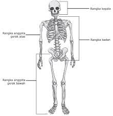 Maybe you would like to learn more about one of these? Tulang Manusia Jumlah Struktur Nama Nama Beserta Gambar