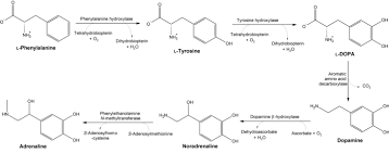 Tyrosin Wikipedia