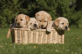 A post shared by neville jacobs (@nevillejacobs) on jul 13, 2016 at 2:26pm pdt. Perfect Coffee Table Books About Dogs