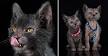 Available Lykoi Cats and Devon Rex Cats & kittens • NadaCatz