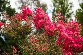 Call the team of outside experts at executive landscaping, inc., to schedule a consultation today! Lagerstroemia Tuscarora Crepe Myrtle Tree Nursery Melbourne