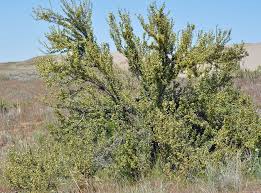 Image result for Polystachya tridentata