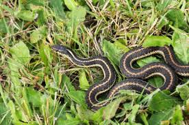 Try to keep a 24 to 36 inch space cleared under trees and shrubs as this reduces the chance of snakes using them for cover and makes them easier to spot. How To Get Rid Of Garter Snakes Thriftyfun
