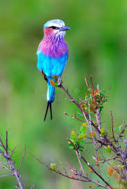 Wild Song Bird Lilac Breasted Roller Africa Colourful And Very Nice Ad Bird Lilac Wild Song Br Beautiful Birds Pretty Birds Most Beautiful Birds