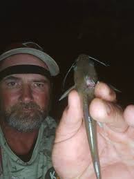 Smallest catfish catch in history