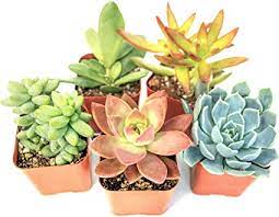 Rare cactus plants indoor cactus plants, desert cactus plants, cactus plants for landscaping, exotic cactus seeds.i have high quality cactus plants i do domestic and international shipping for low prices. Amazon Com Succulent Plants 5 Pack Fully Rooted In Planter Pots With Soil Real Live Potted Succulents Unique Indoor Cactus Decor By Plants For Pets Garden Outdoor