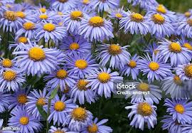 Image result for Aster chimanimaniensis