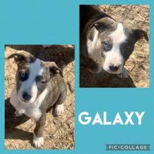 Great dane rescue great dane puppy great dane temperament animals beautiful cute animals blue great danes akc breeds tallest dog dane puppies. Great Dane Rescue Dogs For Adoption Near Faribault Minnesota Petcurious