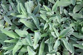 Click here to find out more. Salvia Bee S Bliss Native Revival Nursery