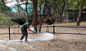 The bird flu scare seems to have come as a blessing in disguise for meat shop owners in the city. Bird Flu Nehru Zoological Park Stops Chicken For Animals In Hyderabad
