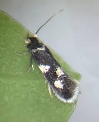 Image result for Delplanqueia inscriptella