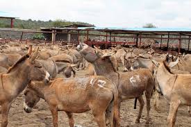 Students butcher a goat for the first time as part of their farm training for overseas aid work. To Sate China S Demand African Donkeys Are Stolen And Skinned The New York Times