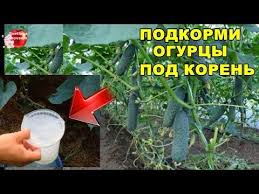 подкормка томатов во время цветения и плодоношения в теплице Eti Podkormki Pod Koren Zavalyat Vas Ogurcami Vazhnye Podkormki Vo Vremya Cveteniya I Plodonosheniya V 2020 G Gidroponnoe Sadovodstvo Organicheskoe Sadovodstvo Ogorodnichestvo