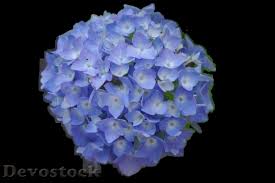 Maybe you would like to learn more about one of these? Colorful Rare Unique Flowers 326 Devostock Download Free Images Public Domain Photos And More