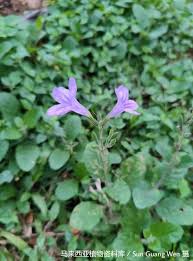 Image result for Ruspolia australis