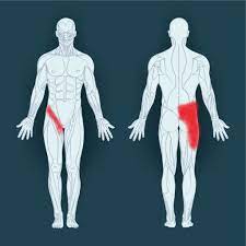 | meaning, pronunciation, translations and examples. Common Groin Injuries My Family Physio