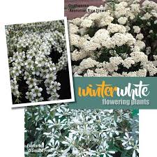 • larger hanging baskets either alone or in. White Flowering Plants In Winter About The Garden Magazine