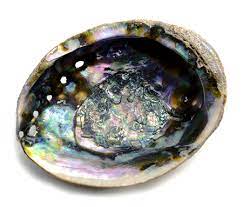 Their predators are other marine species that hunt on the side of the cliffs and rocks the mollusk's cling to. Abalone Shell Meanings