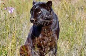 Big cat habitat and gulf coast sanctuary in sarasota, florida | a safe place for animals. Big Cat Sanctuary In South Africa Rescue And Refuge