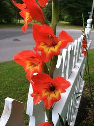 Image result for Gladiolus dalenii