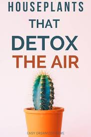 To avoid snapping the needle, do. House Plants That Detox The Air Low Maintenance Indoor Plants Air Purifying House Plants Plants