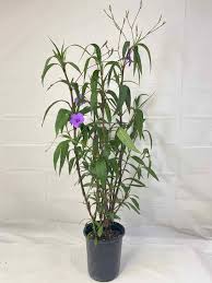 Image result for Ruellia praetermissa