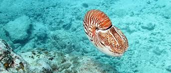 What Is A Nautilus
