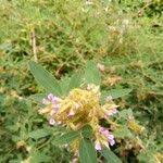 Image result for Grona barbata