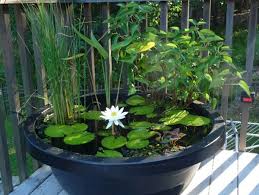 Maybe you would like to learn more about one of these? Small Container Water Garden Small Ponds
